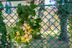 DAL_1777