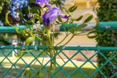DAL_1779