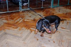 OLYMPUS DIGITAL CAMERA